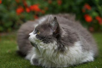 cat on the grass looking away
