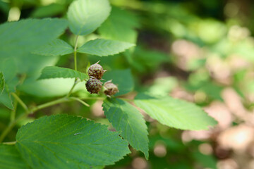 Raspberry plant growing berries