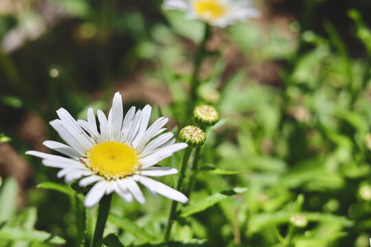 Daisy blossom with green foliage in home garden