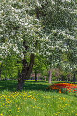 Blooming apple tree, dandelions and colorful tulip flower bed against backdrop of grass and foliage