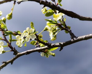 blooming tree