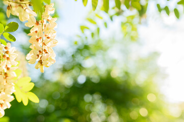 Acacia flowers in spring on a green blurred background. Flowers for medicine and cosmetology.