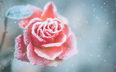 Beautiful frozen rose close up. Pastel winter rose art design, soft focus. Beauty flower in the garden. Romantic gift