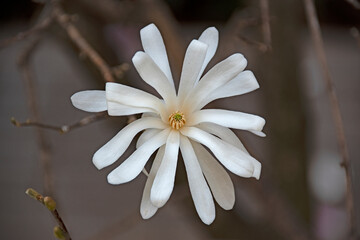 Fleur de magnolia étoilé