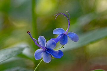 Fleur de Rotheca myricoides © photoszam