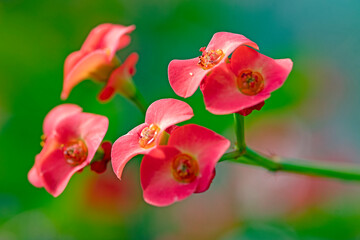 Fleur d'&eacute;pine du Christ