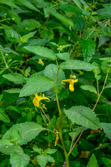 Flower closeup of a touch-me-not balsam (Impatiens noli-tangere) green leaves