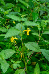 Flower closeup of a touch-me-not balsam (Impatiens noli-tangere) green leaves