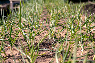 Green sprouts of young garlic. Seedlings of garlic in the beds.