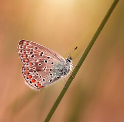 Motyl Modraszek Ikar