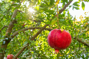 Ripe pomegranate fruits on a tree branch