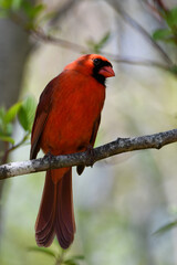 Close up of a male Northern Cardinal