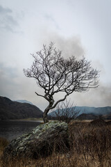 Obraz premium Lone Tree at Llyn Dinas, Snowdonia, North Wales