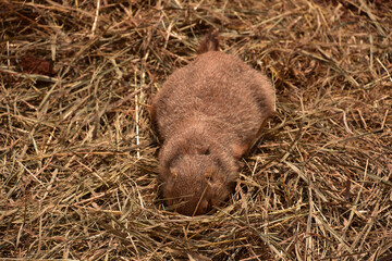 Prairie Dog Burying his Head in Hay