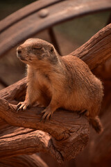Wild Black Tailed Prairie Dog with Eyes Closed