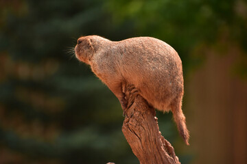 Alert Black Tailed Prairie Dog on a Stump