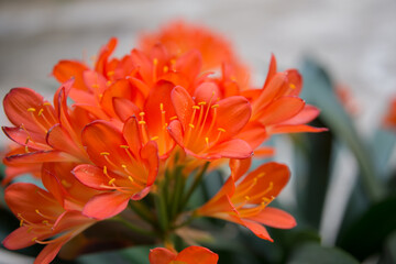 Close up of a blooming clivia or bush lily. Vibrant orange color.