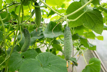 harvest of green cucumber in the garden