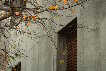 wall in autumn