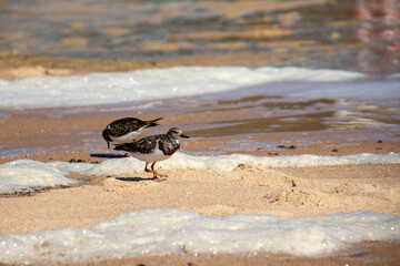 seagull on the beach in Portugal