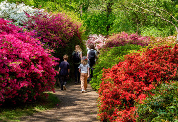 Beautiful fresh red and pink flower bed design in Richmond Park in the spring season