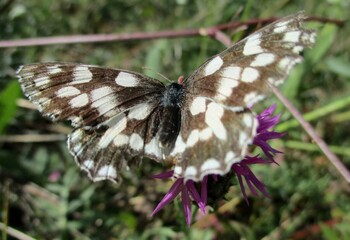 Papillon Demi-deuil, Melanargia galathea 
