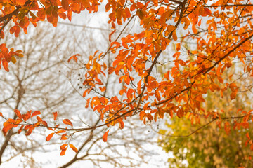 autumn leaves in the sun