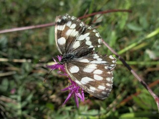 Papillon Marbled white, Melanargia galathea 