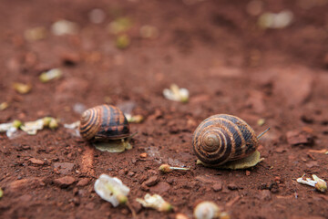 The snail crawls on the red earth after the rain. Snail on the ground in its natural habitat, snail shell cracked.
