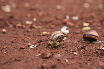 The snail crawls on the red earth after the rain. Snail on the ground in its natural habitat, snail shell cracked.