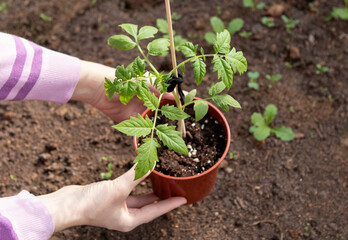 Seedling of tomato in pot in greenhouse