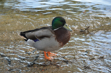 Ente - Erpel steht im Wasser