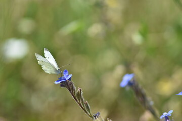 Mariposa blanquita de la col (pieris rapae) con fondo difuminado