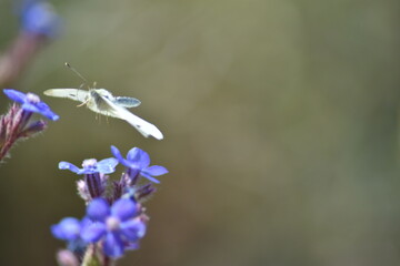 Mariposa blanquita de la col (pieris rapae) con fondo difuminado