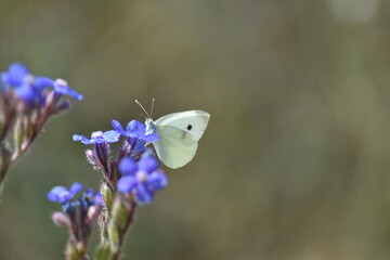 Mariposa blanquita de la col (pieris rapae) con fondo difuminado