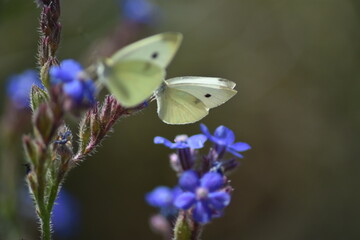 Mariposa blanquita de la col (pieris rapae) con fondo difuminado