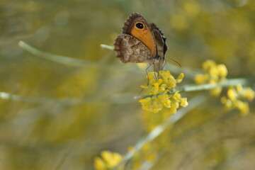 mariposas lobito jaspeado (pyronia cecilia) sobre flor amarilla de retama con fondo difuminado...