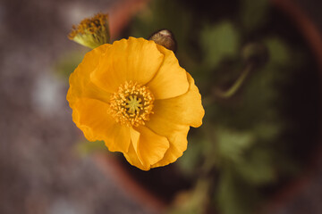 poppy flower in the garden
