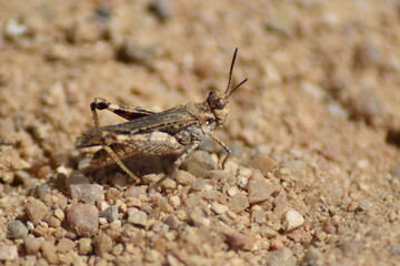 Saltamontes en medio del camino (macro)