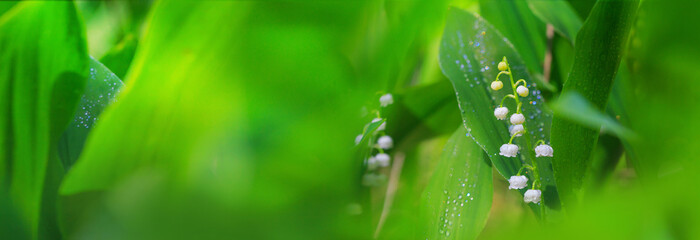 Lily of the valley, blooming in the morning spring forest, selective focus. Horizontal blurred banner with copy space for text