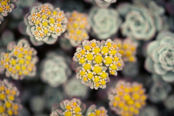 yellow flowers in the garden succulents 