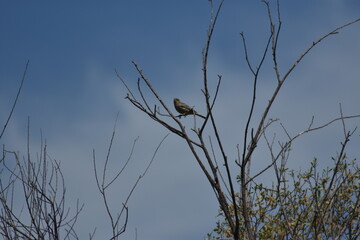 Pájaro triguero sobre árbol sin hojas