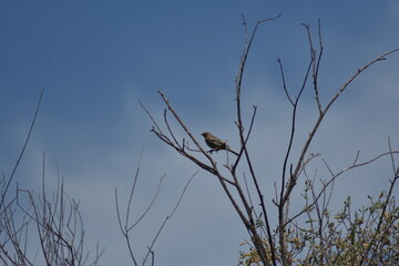 Pájaro triguero sobre árbol sin hojas