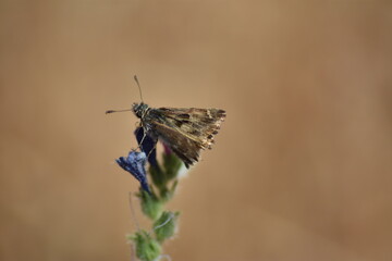 Mariposa piquitos de castaña (carcharodus alceae) sobre flor azul con fondo difuminado (macro)