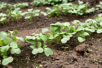 Seedling in the garden bed in spring