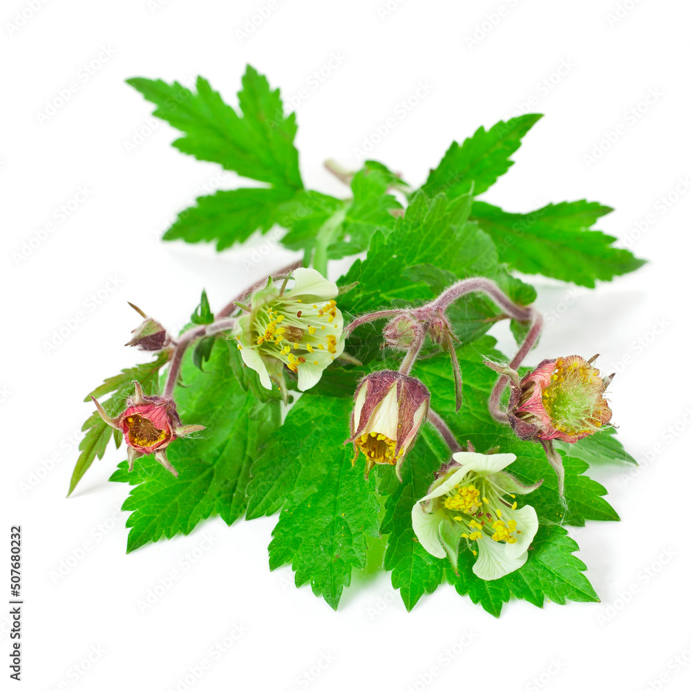 Canvas Prints Geum flowers, buds and leaves isolated on a white background.