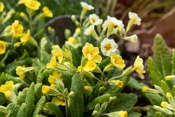 Spring primrose flowers in the garden