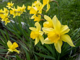 Lots of yellow daffodil flowers in the garden. Spring flowers.