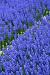 Many Blue muscari bloom in the park in spring. Gardening, landscape design