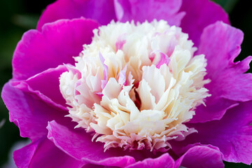 peony pink beautiful petals flowers